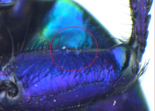 Réf. 207 196 : Trypocopris pyrenaeus
